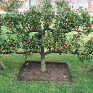 Jabloň domáca (Malus domestica) ´STARKING´ - výška 200-230 cm, obvod kmeňa 16/18 cm, kont. C70L - tvarovaná stena